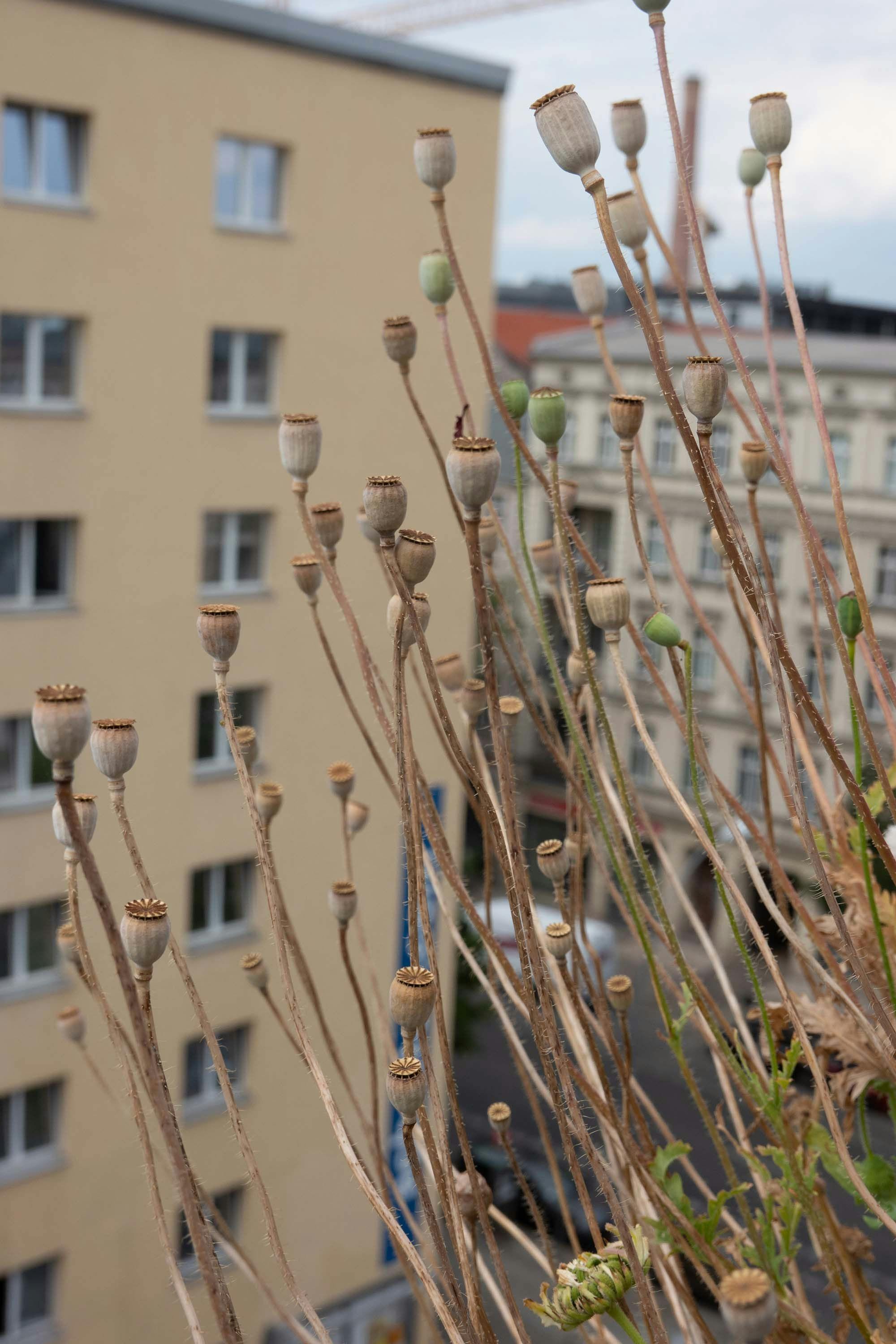 A photograph by Wolfgang Tillmans, titled Inner City Poppy Pods, dated 2022.