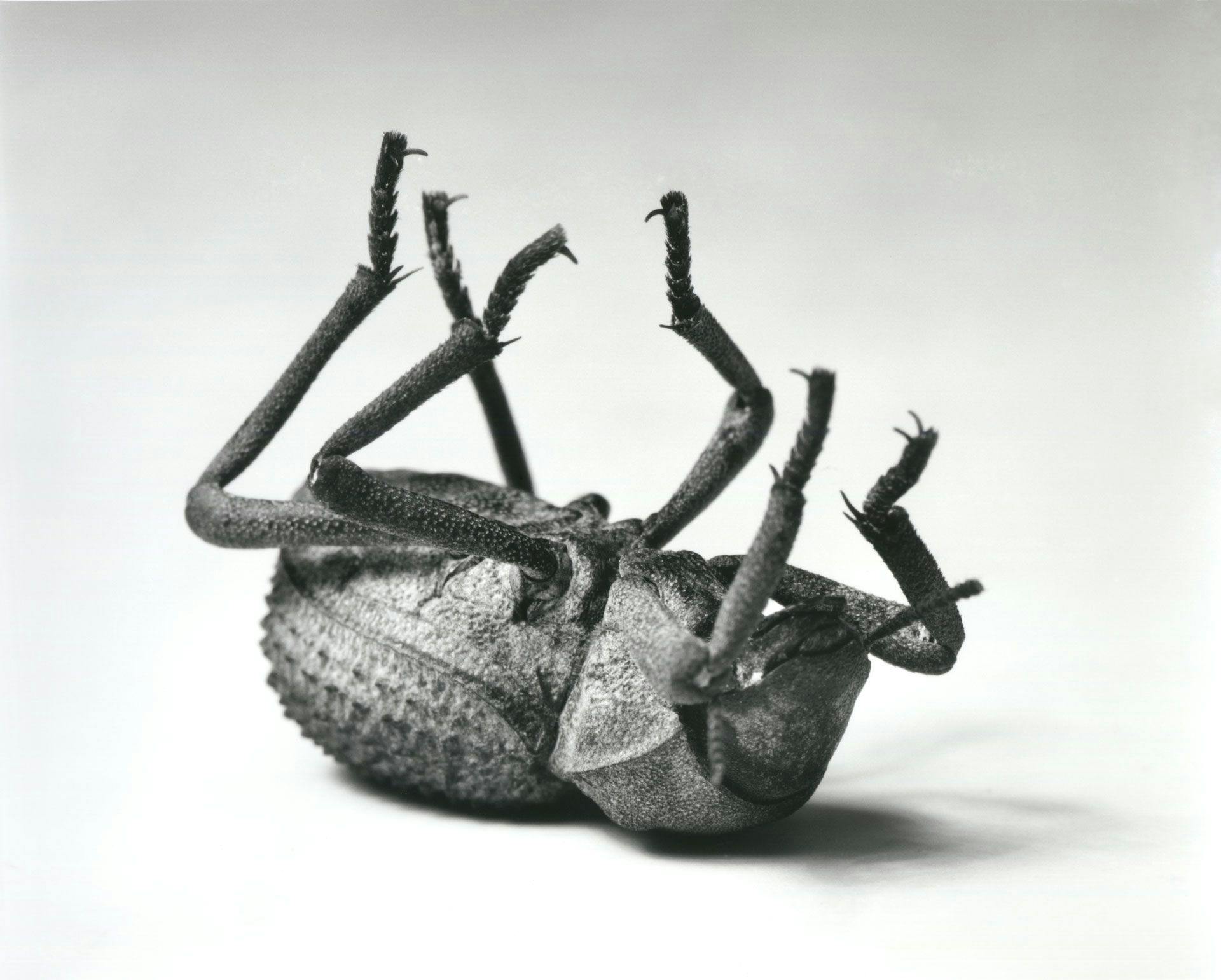 A photograph by Christopher Williams titled Tenebrionidae Asbolus verrucosus Death Feigning Beetle Silverlake, California October 1, 1996, dated 1996..