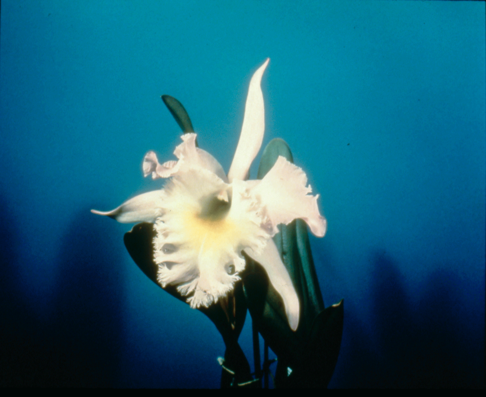 A photograph by Sherrie Levine titled, Gottscho-Schleisner Orchids: 1-10, dated 1964 to 1997.