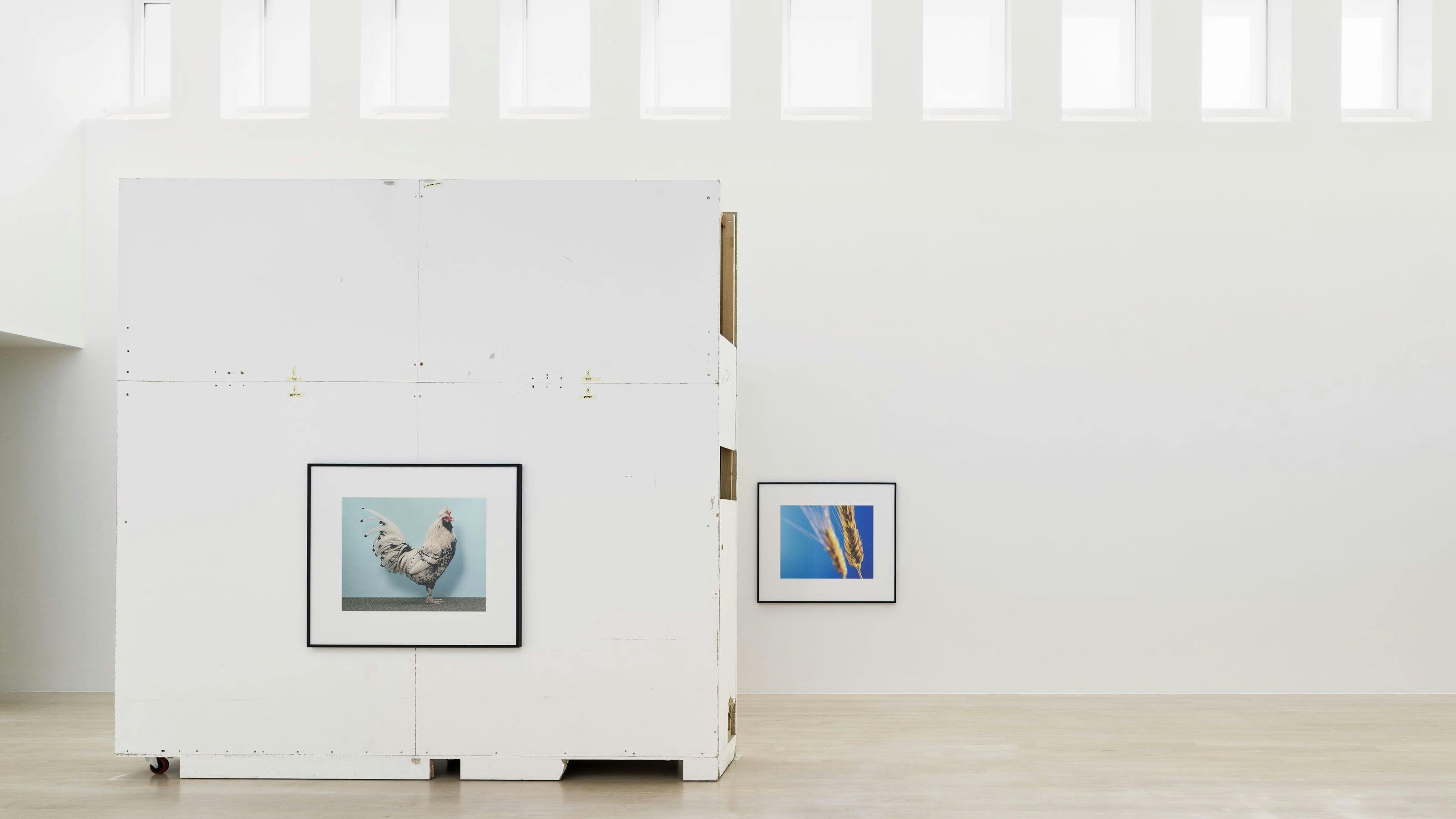 Installation view of the exhibition Christopher Williams: Normative Models at kestnergesellschaft in Hanover, dated 2018. 