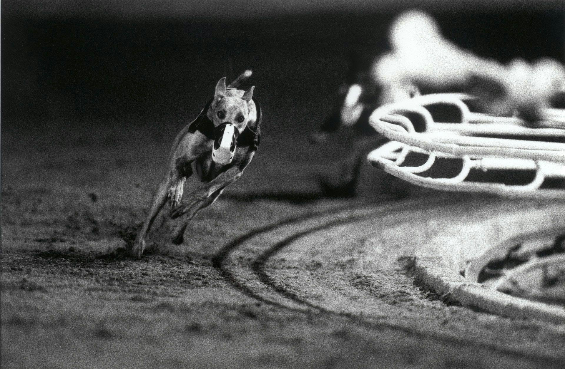A photograph by Christopher Williams titled 3 White (DG‚Äôs Mr. Postman) Fourth Race, Phoenix Greyhound Park, Phoenix, Arizona, August 22, 1994, dated 1994.