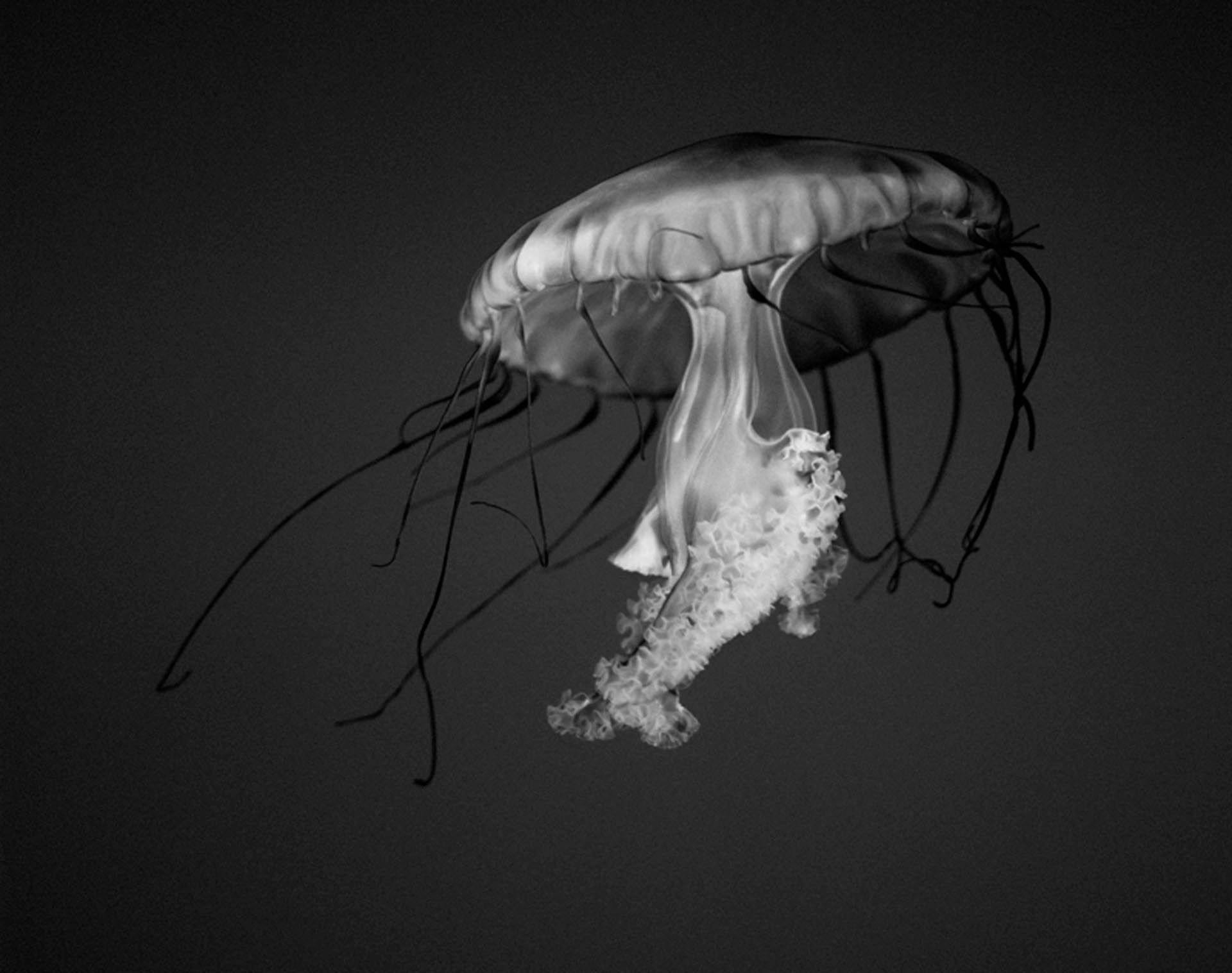 A photograph by Christopher Williams titled Pacific Sea Nettle, Chrysaora Melanaster, Long Beach Aquarium of the Pacific, 100 Aquarium Way, Long Beach, California, August 9, 2005.