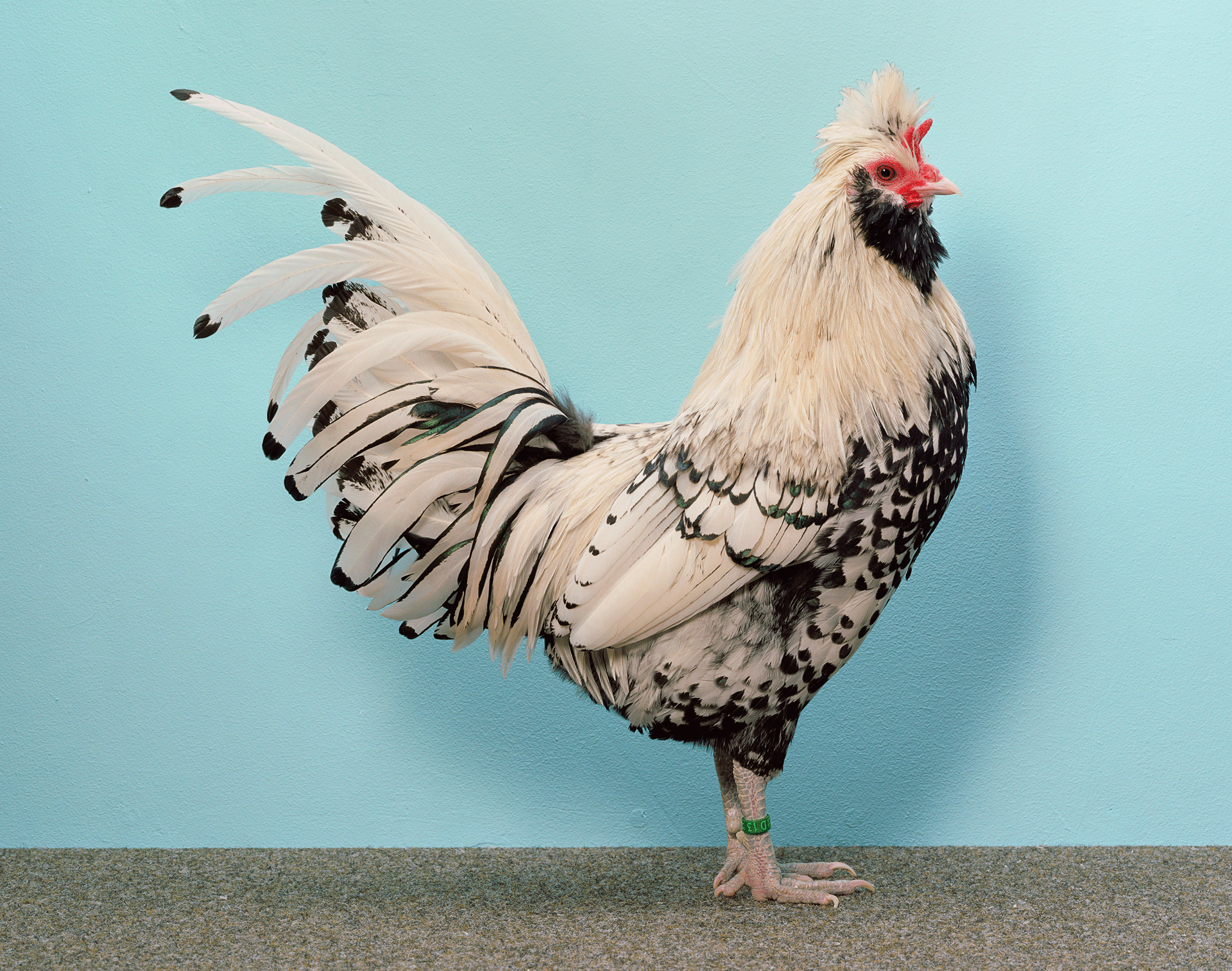 A photograph of an Appenzeller chicken by Christopher Williams, titled Standardpose [Standard Pose]‚Ä¶, dated 2013.
