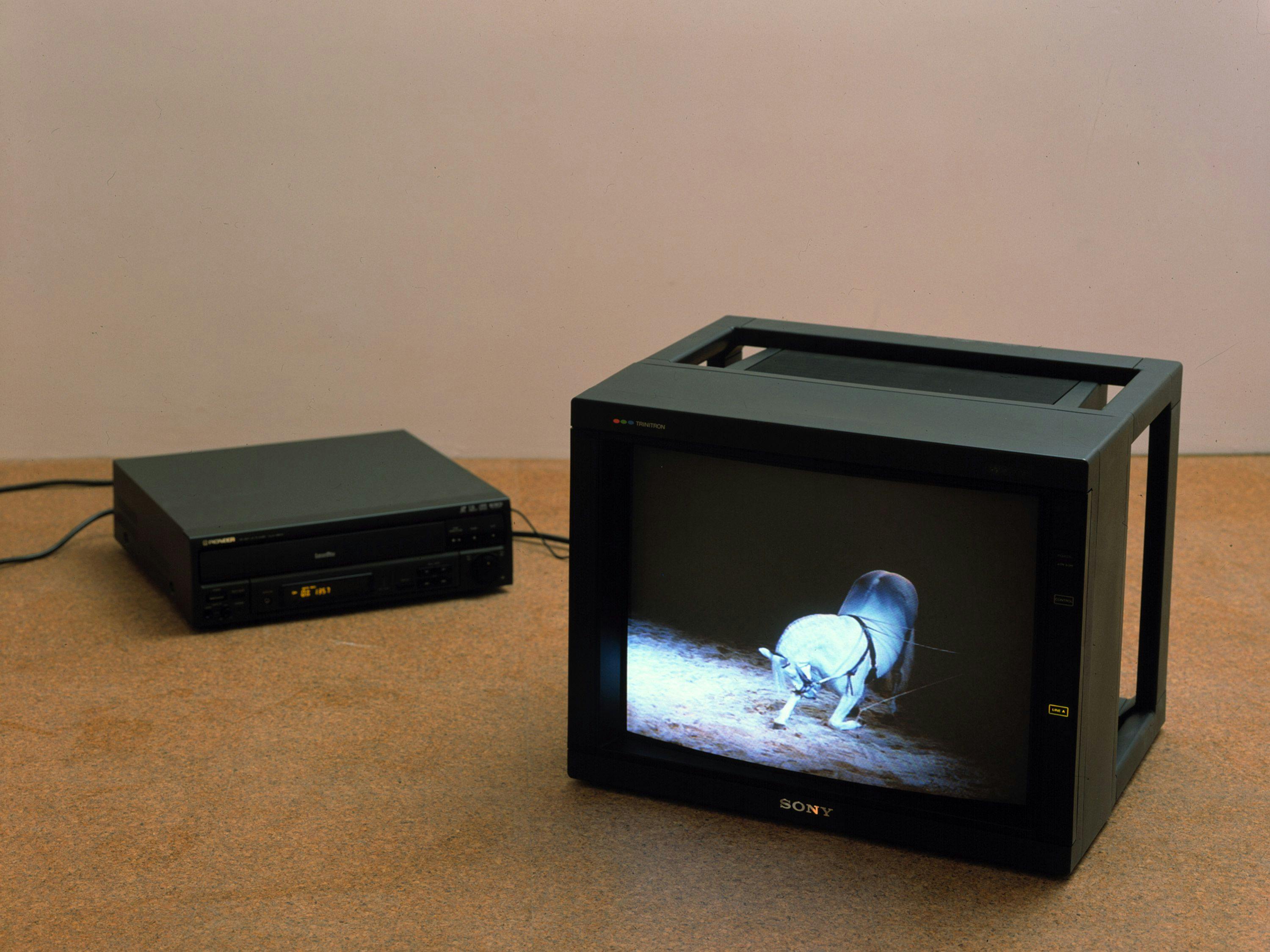A video by Diana Thater, titled The Best Space is the Deep Space, dated 1998.