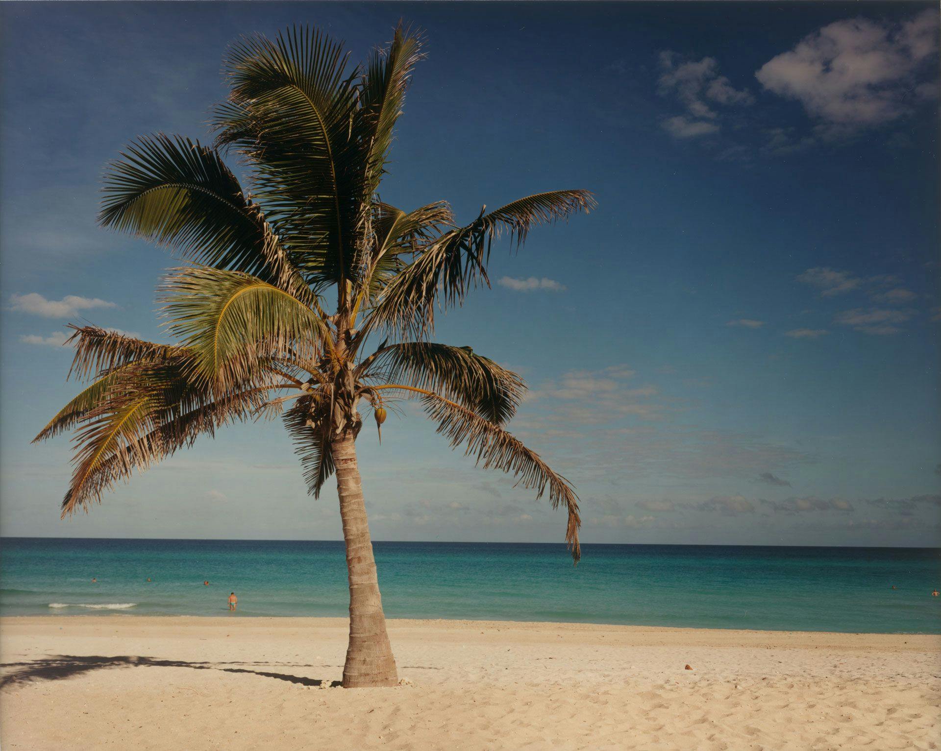A photograph of palm tree on a beach by Christopher Williams titled Punta Hicacos, Varadero, Cuba¬† February 14, 2000, dated 2000